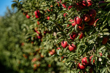red apples on tree close up