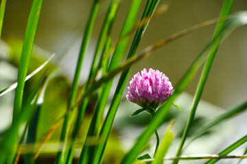 Nature background with the pink flower of wild clover in meadow