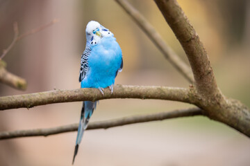 isolierter blauer Wellensittich auf einem Ast vom Baum mit Platz für Text