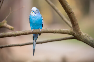 isolierter blauer Wellensittich auf einen Zweig vom Baum mit Platz für Text