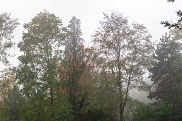 Obraz premium Nebellandschaft mit Bäumen