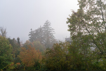 Nebellandschaft mit Bäumen