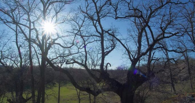 Forest of dry trees on the outskirts of Soria