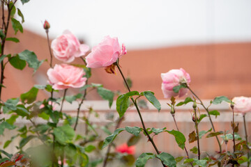 Weiße Rose mit verschwommenem Hintergrund