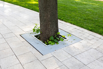 Metal protection of the roots of trees growing on the city sidewalk in a public park - obrazy, fototapety, plakaty