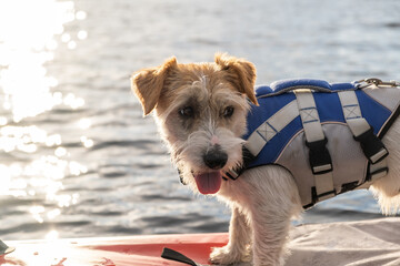 Portrait of a dog breed Jack Russell Terrier in a blue life jacket in the backlight on the lake