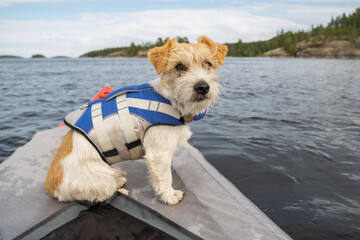 Jack Russell Terrier in a blue life jacket stands on the bow of a red kayak. There is a forest on...