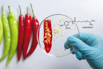 Fotobehang Chemical structure of capsaicin from chili seeds, yield percentage of capsaicin in chilli depends on the each species. © S. Singha