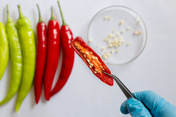 Food quality control of chilli specimens of the each species in the laboratory. Testing samples for...