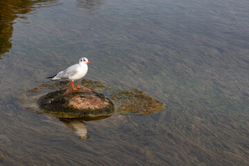 White seagull sitting on a stone in the middle of a pond