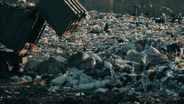 Unsorted trash footage. Pollution of nature with waste. Dump background. Garbage can in slow motion. Wild birds in the landfill. Garbage truck unloads city waste. 