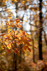 Beautiful authentic background tree branches with red and orange leaves in autumn.  Autumn landscape, autumn colors.