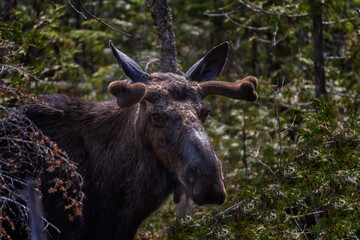 Naklejka na ściany i meble Portrait of a young bull moose showing of his new velvet antlers. 