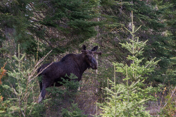 A bull moose entering the forest along highway 60 in Ontario Canada 