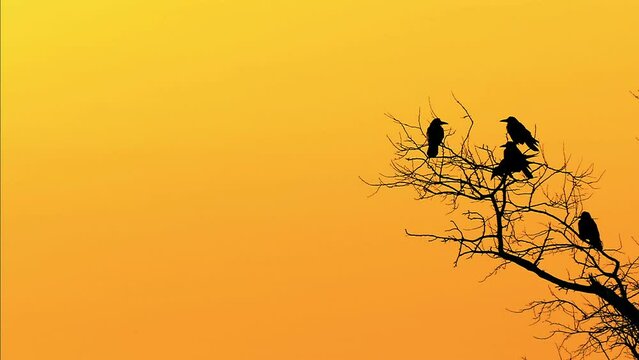 A flock of crows takes off in slow motion. Silhouettes of birds on a tree. Birds yellow background. orange sky background. Wildlife footage.