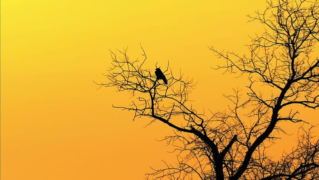 Raven takes off in slow motion. Silhouette of a bird on a tree. Bird yellow background. orange sky background. Wildlife footage.