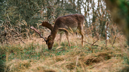 deer in the forrest
