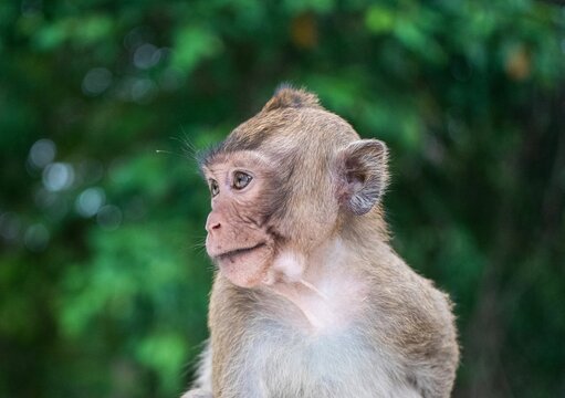Portrait of an adorable macaque monkey