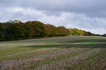 Fototapeta na wymiar Field with trees in autumn / fall under cloudy sky