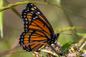 A Viceroy (Limenitis archippus) butterfly, which is a Müllerian mimic that mimics the Monarch. Raleigh, North Carolina.