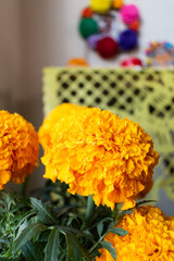 Altar of the dead and cempasuchil flower. Mexican culture.