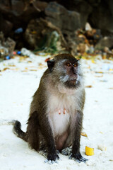 Monkey, Monkey Beach, Thailand