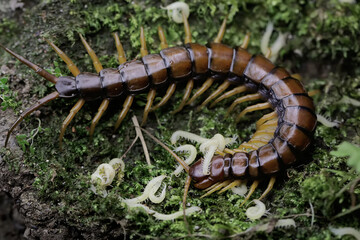 A centipede is looking after her white babies. This multi-legged animal has the scientific name...