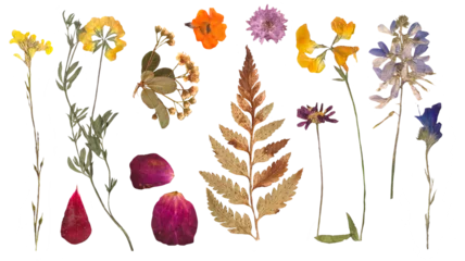 Rolgordijnen Herbarium dried flowers isolated on a white background © Sabrina