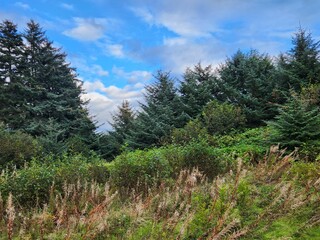 pine trees in the mountains