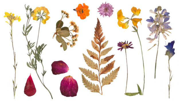 Herbarium dried flowers isolated on a white background