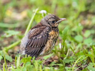 A fieldfare chick, Turdus pilaris, has left the nest and sitting on the spring lawn. A fieldfare chick sits on the ground and waits for food from its parents.