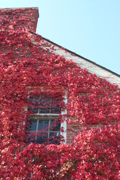 red brick building with window and red ivy
