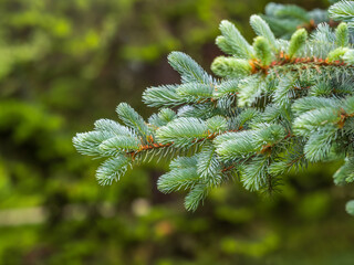 Fir branches with fresh shoots in spring.