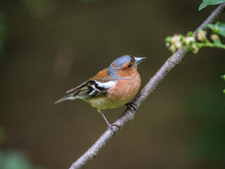 Common chaffinch, Fringilla coelebs, sits on a branch in spring on green background. Common chaffinch in wildlife.