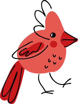Northern red cardinal bird hand drawn illustration. 
