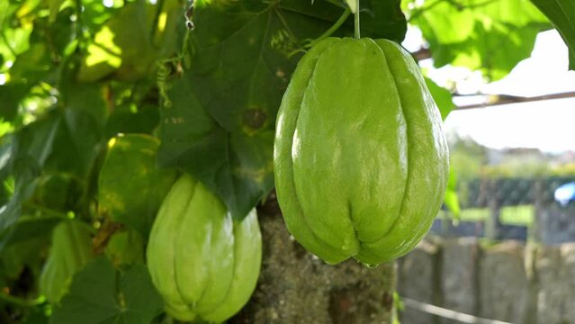 Chayote on the natural tree. Air potato in the plantation. Sechium edule