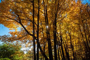 Sunlight peaking through a Wisconsin forest in autumn