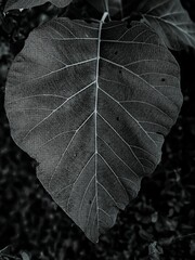 Vertical grayscale shot of a big dark leaf with root lines on a blurred background in a forest