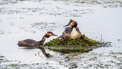 A pair of water birds, Great Crested Grebe, feeding chick at nest.