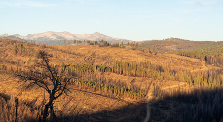 Scorched Aftermath of the Caldor Wildfire in the Sierra Nevada Mountains in 2022