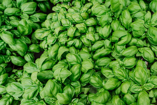 large green aromatic Mediterranean basil leaves all close together, Fresh basil on dark background. Green basil. Food background. A lot of young basil on the market