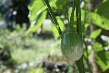 Green Thai Eggplant on tree at vegetable in garden