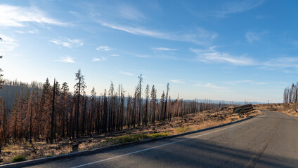 Scorched Aftermath of the Caldor Wildfire in the Sierra Nevada Mountains in 2022
