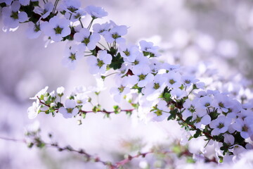 春の日差しに輝くユキヤナギの白い花