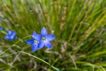 Australian spring native bluebell flower isolated on green background