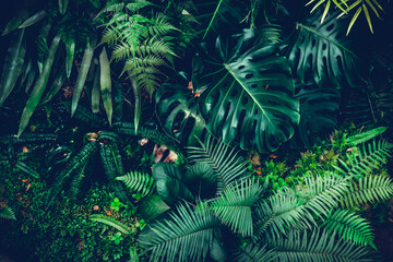 Creative nature background, Dark and green tropical Monstera and palm leaves,  Flat lay, dark nature concept, tropical leaf.