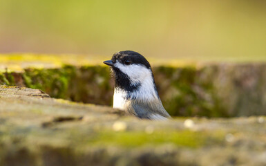 Chickadee