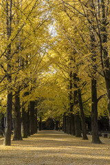 Naklejka premium 아름다운 은행나무 길