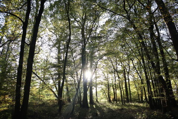 sunlight in the forest