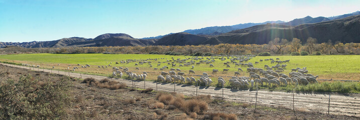 Sheeple.